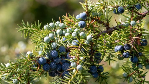 Green and black juniper berries on a branch